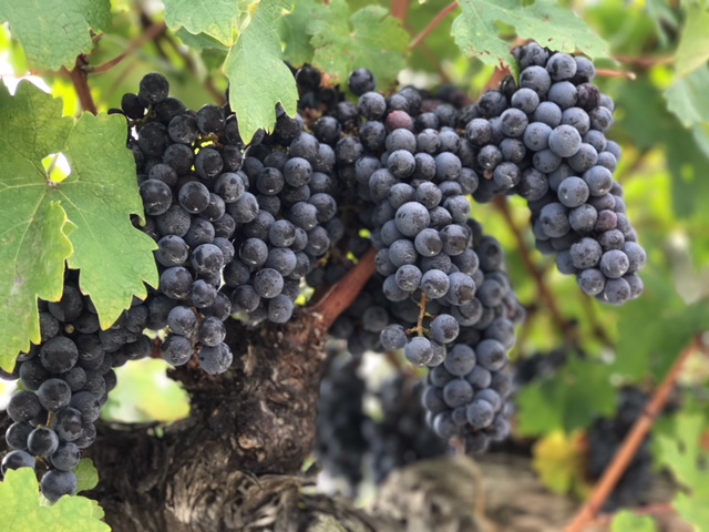 Plagidos Grapes