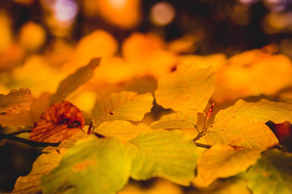 leaves